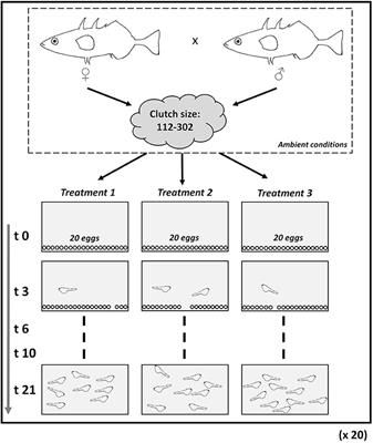 Early Development of the Threespine Stickleback in Relation to Water pH